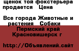 щенок той-фокстерьера продается › Цена ­ 25 000 - Все города Животные и растения » Собаки   . Пермский край,Красновишерск г.